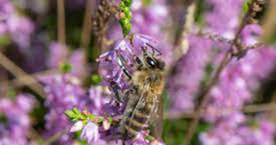 Heather with Bee