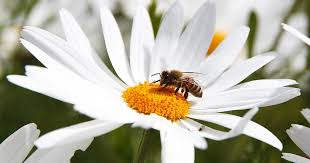 Wildflower with Bee